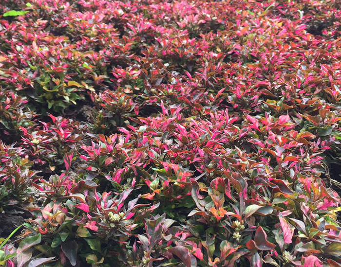 五色草（紅草）