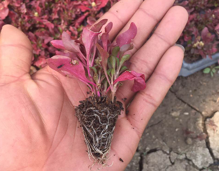 五色草（小葉紅）